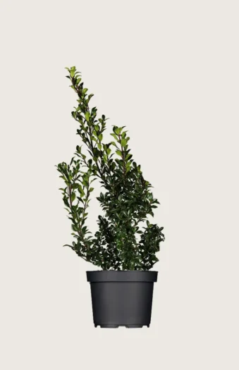 Pihaorjanlaakeri Heckenstar 125cm Outlet | Plantinavia