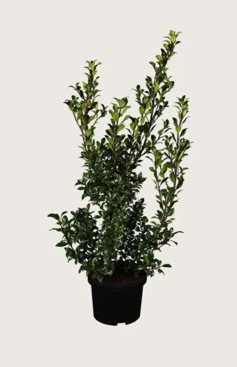 Pihaorjanlaakeri Heckenstar 200cm Outlet | Plantinavia