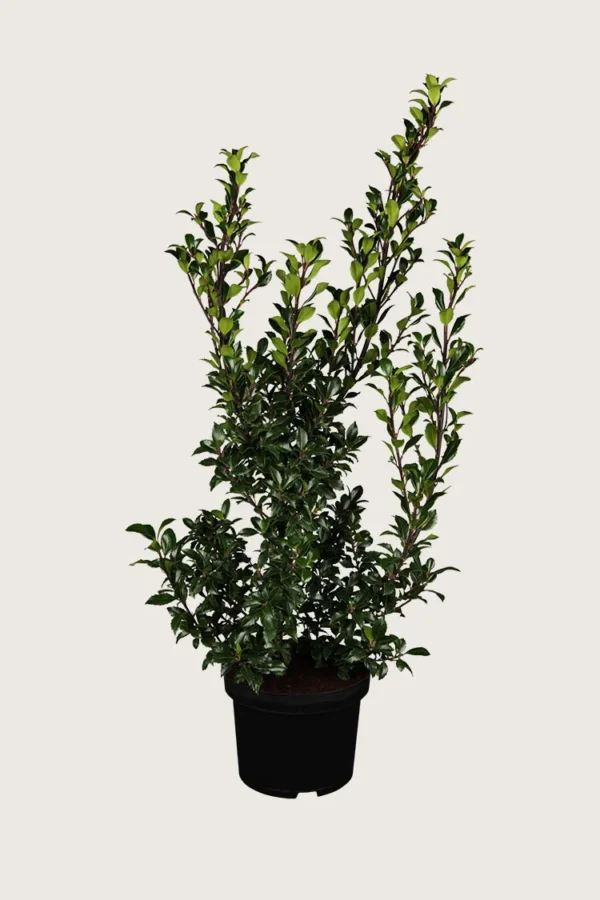 Pihaorjanlaakeri Heckenstar 200cm Outlet | Plantinavia