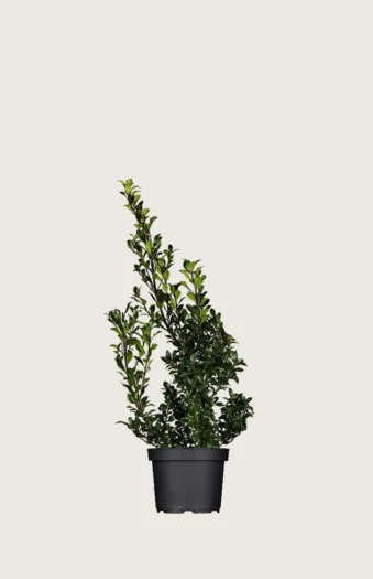 Pihaorjanlaakeri Heckenstar 60cm Outlet | Plantinavia