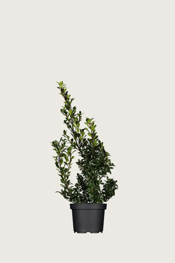 Pihaorjanlaakeri Heckenstar 80cm Outlet | Plantinavia