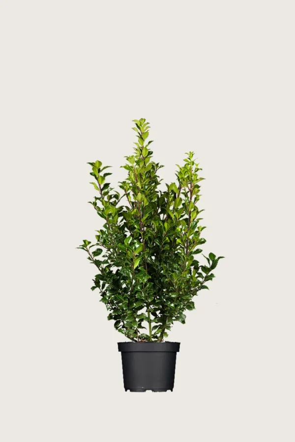 Pihaorjanlaakeri Heckenstar 60cm Tuuhea | Plantinavia