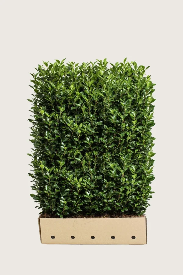 Pihaorjanlaakeri Heckenstar 120cm Hyvin tuuhea | Plantinavia