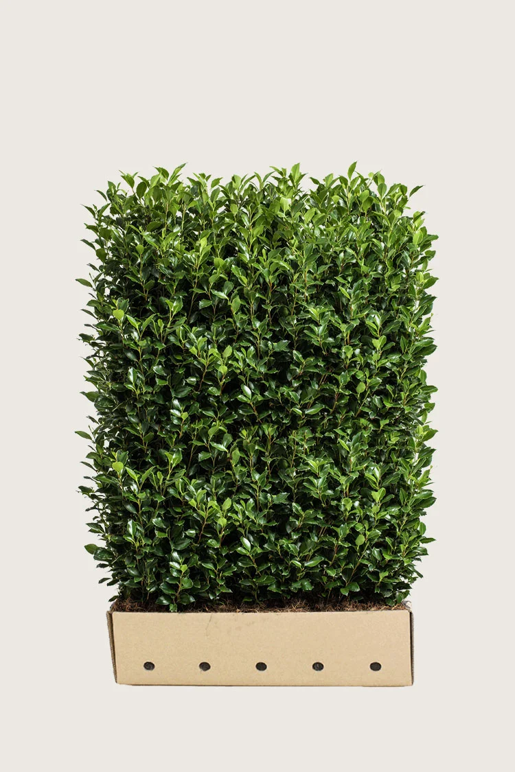 Pihaorjanlaakeri Heckenstar 120cm Hyvin tuuhea | Plantinavia