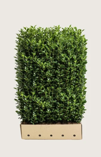 Pihaorjanlaakeri Heckenstar 200cm Hyvin tuuhea | Plantinavia