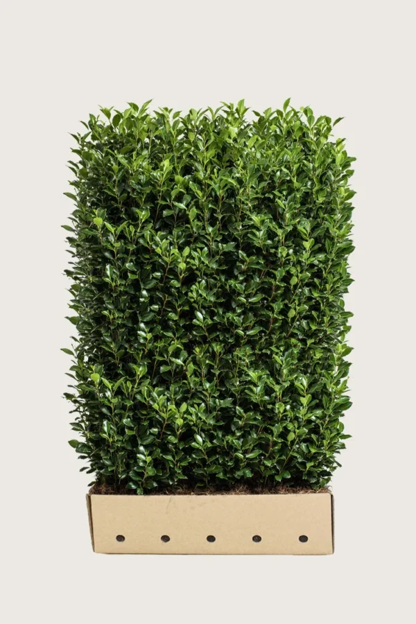 Pihaorjanlaakeri Heckenstar 200cm Hyvin tuuhea | Plantinavia