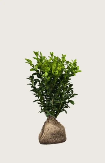 Puksipuu 60cm Outlet | Plantinavia