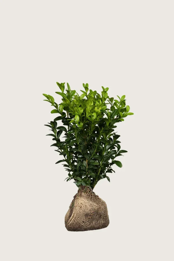 Puksipuu 80cm Outlet | Plantinavia