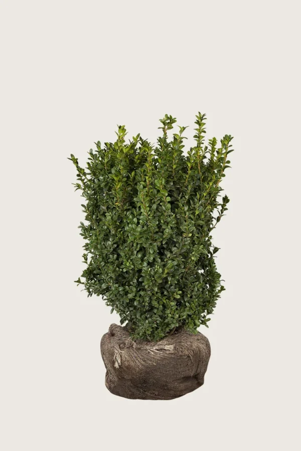 Puksipuu 60cm Tuuhea | Plantinavia