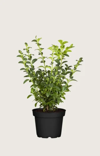 Puksipuu 20cm Outlet | Plantinavia