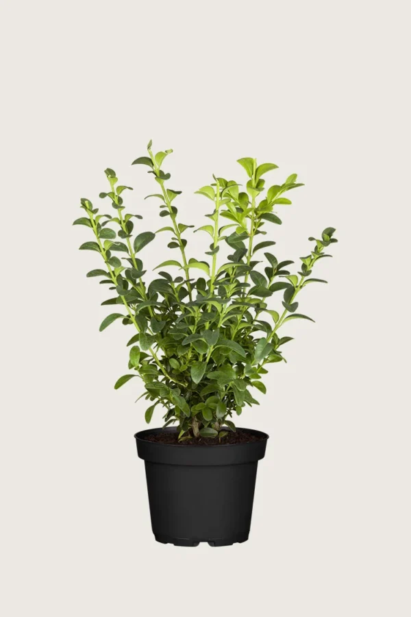 Puksipuu 20cm Outlet | Plantinavia