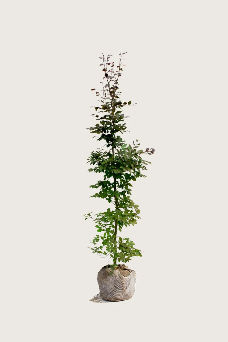 Punapyökki 125cm Hyvin tuuhea | Plantinavia