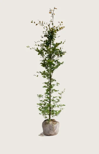 Punapyökki 250cm Hyvin tuuhea | Plantinavia
