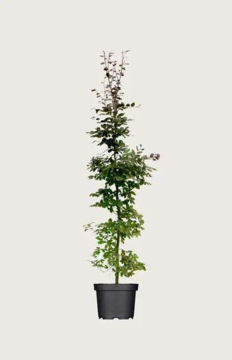 Punapyökki 150cm Hyvin tuuhea | Plantinavia