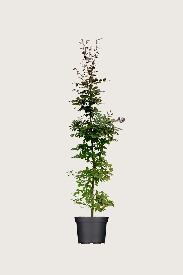 Punapyökki 150cm Hyvin tuuhea | Plantinavia