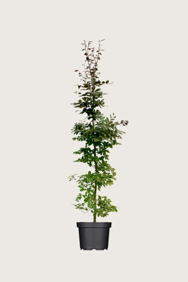 Punapyökki 175cm Hyvin tuuhea | Plantinavia