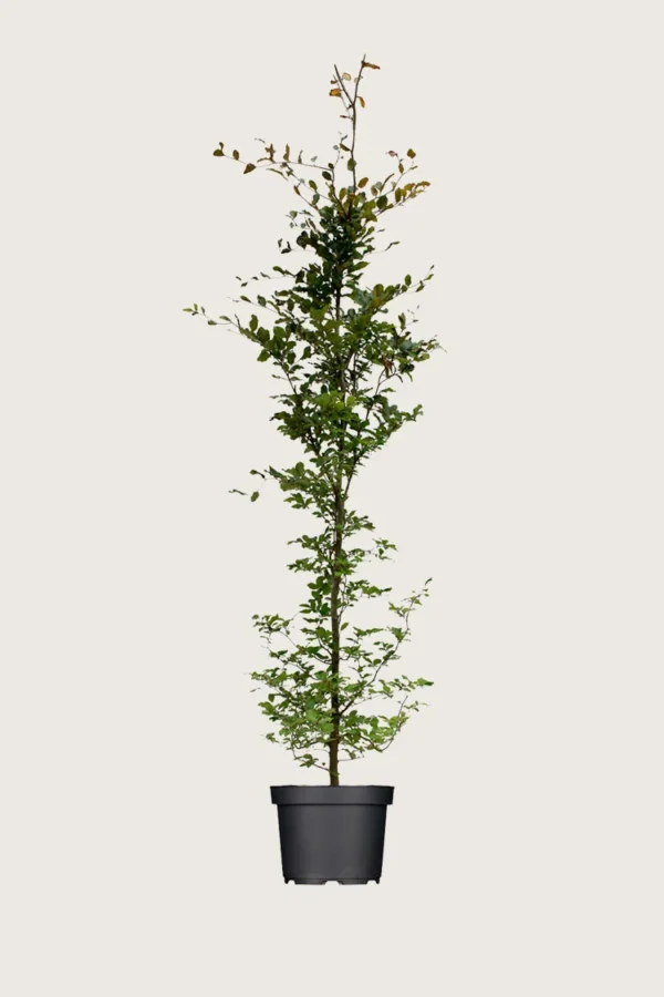 Punapyökki 200cm Hyvin tuuhea | Plantinavia