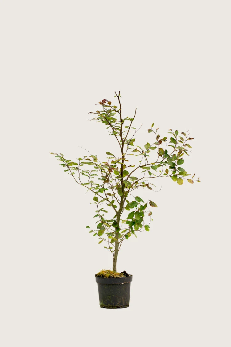 Punapyökki 80cm Hyvin tuuhea | Plantinavia