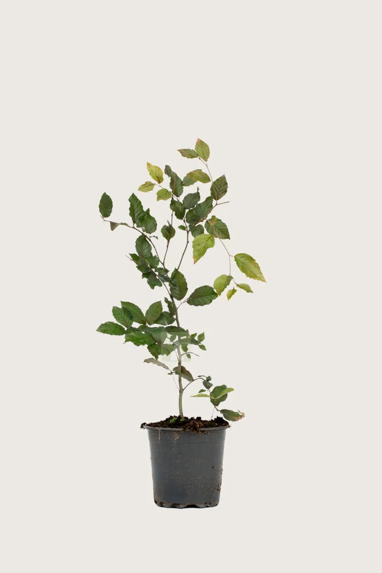 Punapyökki 80cm Outlet | Plantinavia