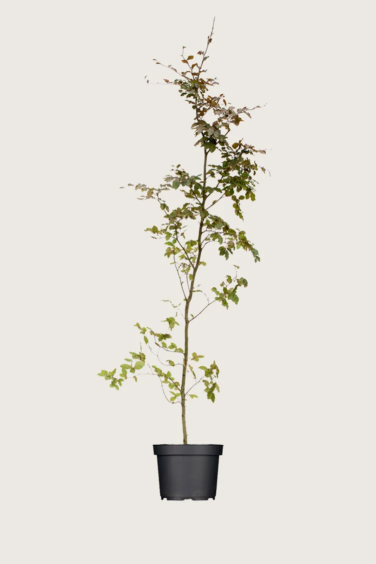 Punapyökki 250cm Tuuhea | Plantinavia