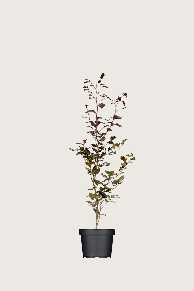 Punapyökki 40cm Tuuhea | Plantinavia