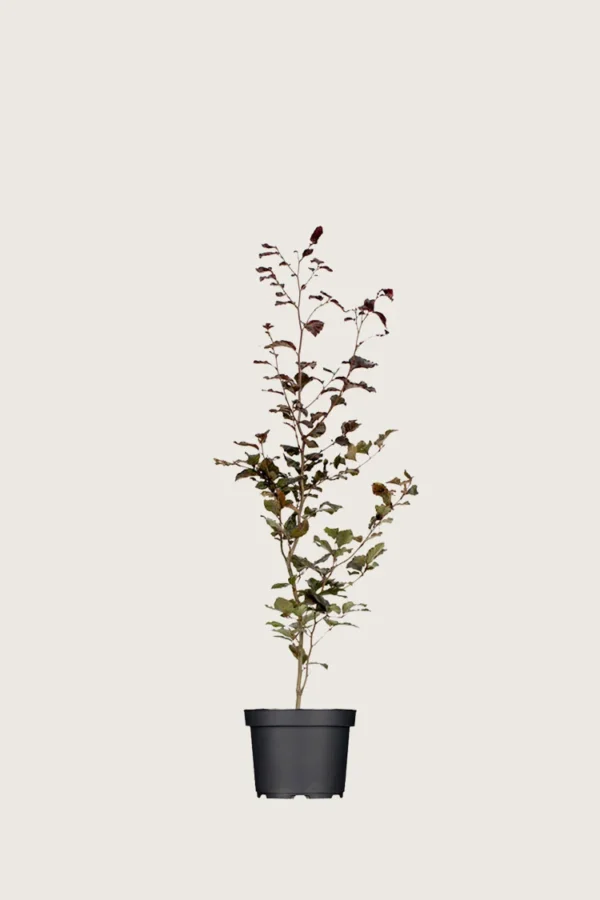 Punapyökki 60cm Tuuhea | Plantinavia