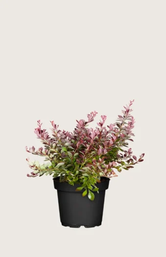 Purppurahappomarja 15cm Tuuhea | Plantinavia