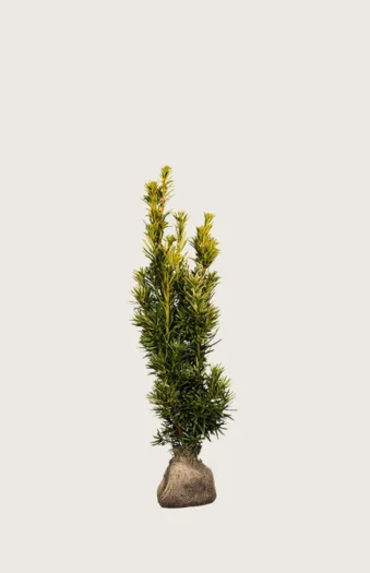 Pylväsmarjakuusi Fastigiata Aurea 80cm Hyvin tuuhea | Plantinavia