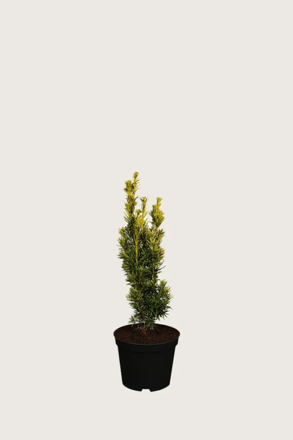 Pylväsmarjakuusi Fastigiata Aurea 15cm Tuuhea | Plantinavia