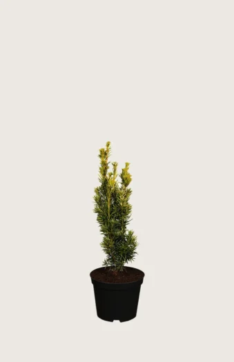 Pylväsmarjakuusi Fastigiata Aurea 30cm Tuuhea | Plantinavia