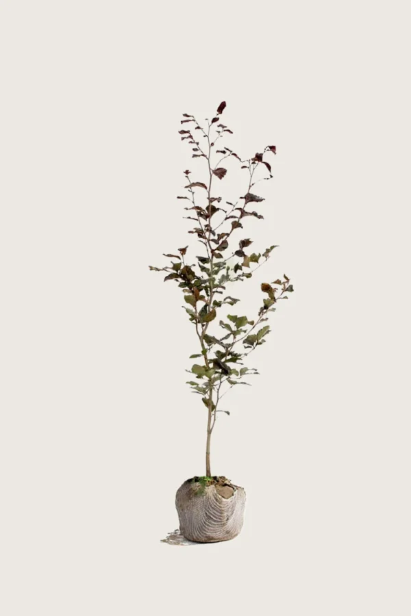 Pyökki | Plantinavia