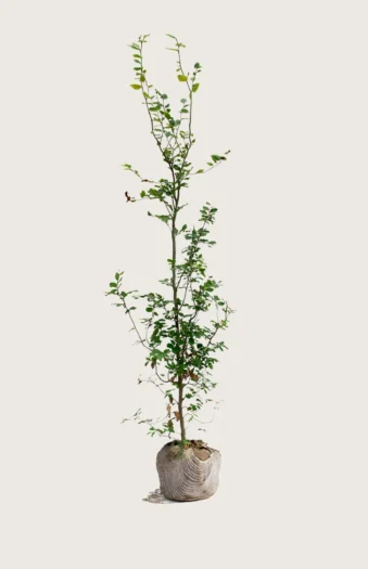 Pyökki | Plantinavia