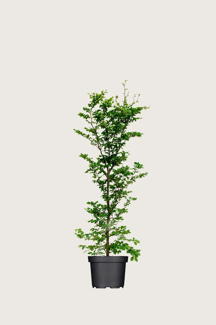 Pyökki 80cm Hyvin tuuhea | Plantinavia