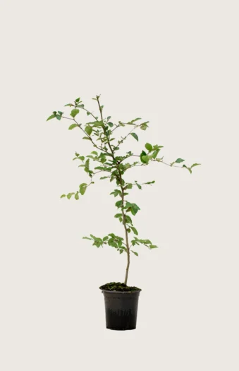 Pyökki | Plantinavia