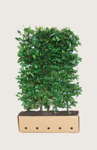 Pyökki 150cm Hyvin tuuhea | Plantinavia