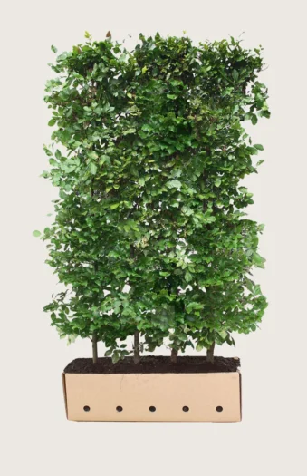 Pyökki 200cm Hyvin tuuhea | Plantinavia