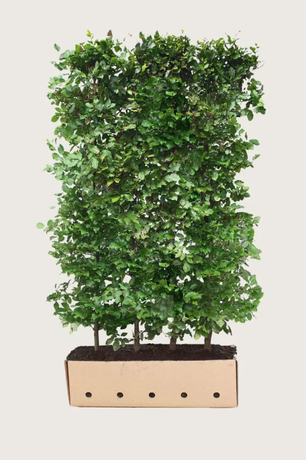 Pyökki 200cm Hyvin tuuhea | Plantinavia