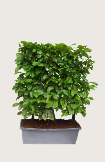 Pyökki 80cm Hyvin tuuhea | Plantinavia