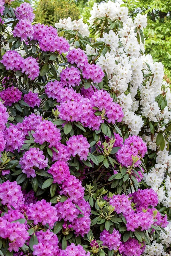 Vaaleanpunainen alppiruusu