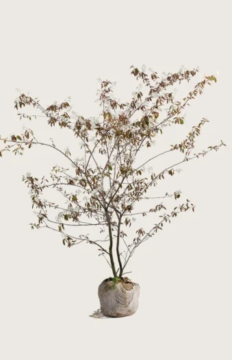 Rusotuomipihlaja 100cm Hyvin tuuhea | Plantinavia