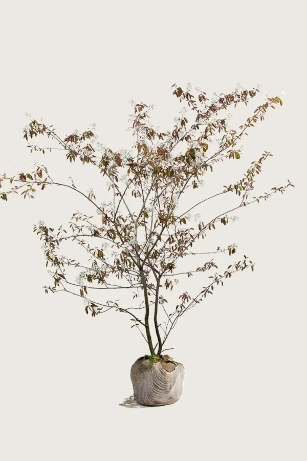 Rusotuomipihlaja 100cm Hyvin tuuhea | Plantinavia