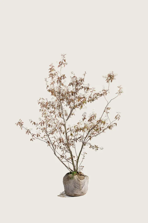 Rusotuomipihlaja 80cm Hyvin tuuhea | Plantinavia