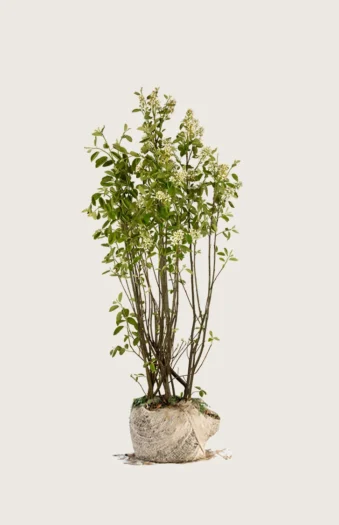 Rusotuomipihlaja 125cm Tuuhea | Plantinavia