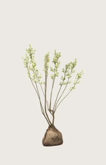 Rusotuomipihlaja 80cm Tuuhea | Plantinavia