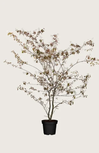 Rusotuomipihlaja 150cm Hyvin tuuhea | Plantinavia