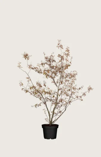 Rusotuomipihlaja 60cm Hyvin tuuhea | Plantinavia