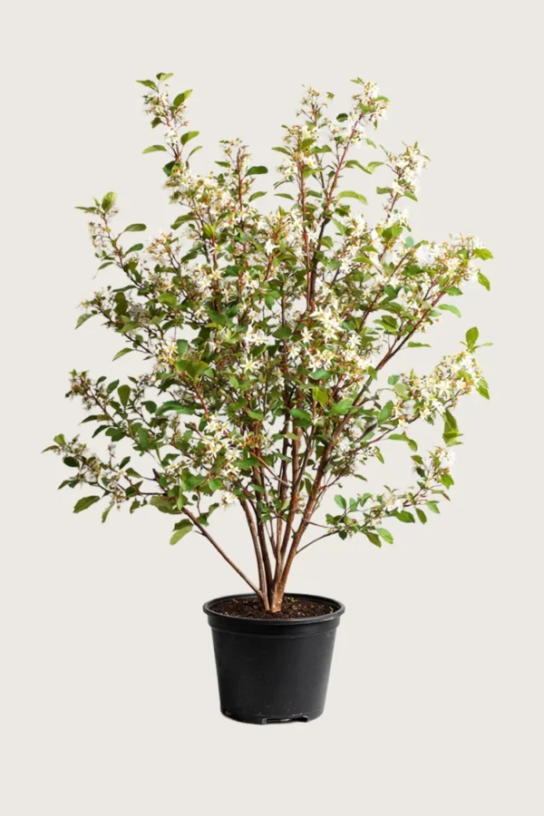 Rusotuomipihlaja 150cm Hyvin tuuhea | Plantinavia