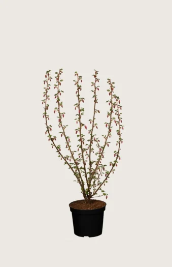 Ruusuherukka 80cm Hyvin tuuhea | Plantinavia