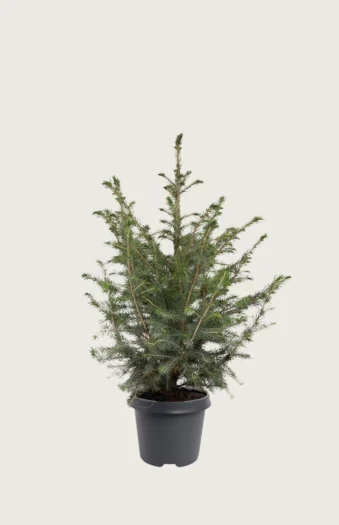 Serbiankuusi 80cm Hyvin tuuhea | Plantinavia