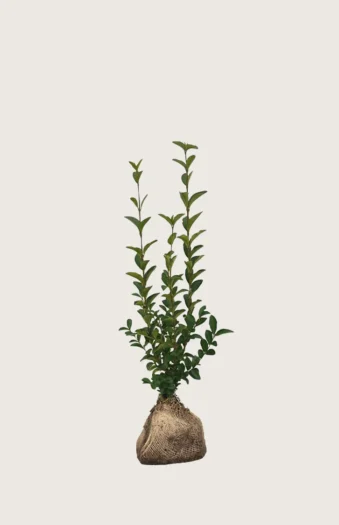 Soikkolikusteri 100cm Outlet | Plantinavia